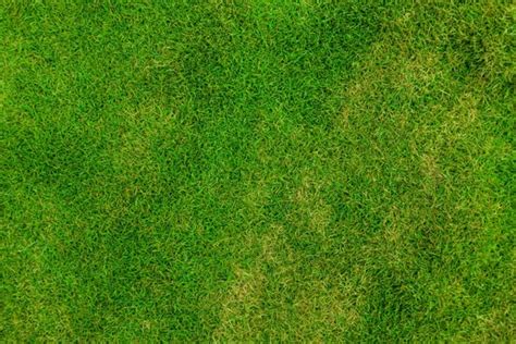 Grass Pattern Photos In  Format Free And Easy Download Unlimit Id