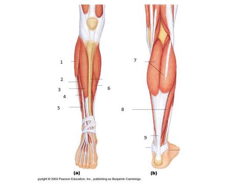 A number of tendons run through the ankle, attaching muscles of the lower leg to the bones of the foot and ankle. Lower Leg Muscles and Tendons