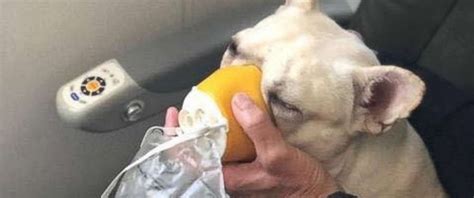 Tell us about a woman who inspired you to new heights in the comments. Plane crew comes to rescue of dog with oxygen mask for ...