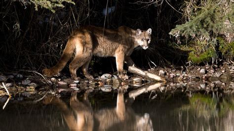 Cougar Photos American Cougar National Geographic Channel Uk