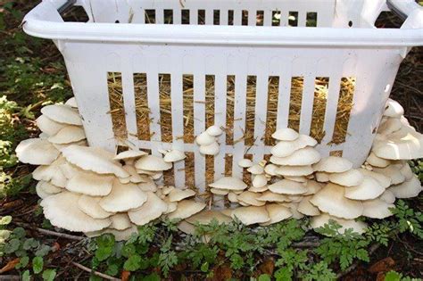 73 Best Images About Edible Fungi On Pinterest Mushroom Cultivation
