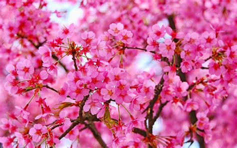 Download Cherry Blossom Pink Flowers Nature 2880x1800 Wallpaper Mac