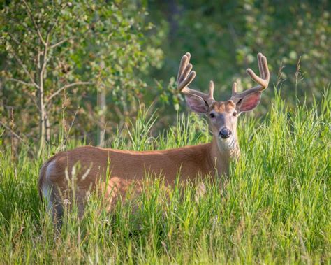 The thicker the chips the better, because they absorb less fat. Fatal deer disease reaches Ontario for the first time ...
