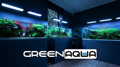 If he looked good with white hair, i guess he'll look even better with blue(aqua green) hair? GREEN AQUA SHOWROOM AND AQUASCAPING STORE - CINEMATIC - YouTube