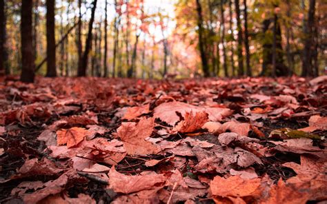 Download Wallpaper 3840x2400 Leaves Maple Dry Autumn Nature 4k