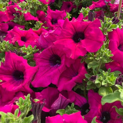 Acheter Petunia Retombant Surfinia Purple Et Autres Plantes Sur Coclicoh