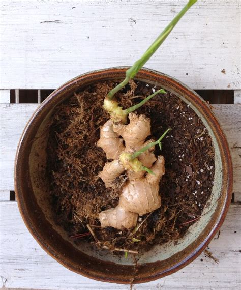 The Rainforest Garden Growing Ginger Roots From The