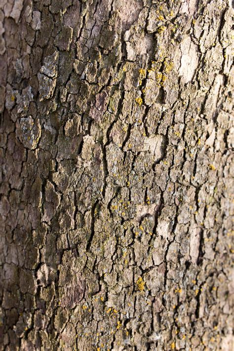 Tree Bark Poplar On Nature Stock Photo Image Of Green 88565532