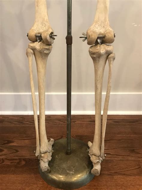 Real Human Skeleton Of Articulating Lower Extremities Leg
