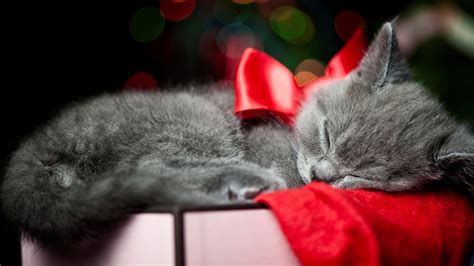 Christmas Kitten Hd Wallpapers Top Free Christmas Kitten Hd