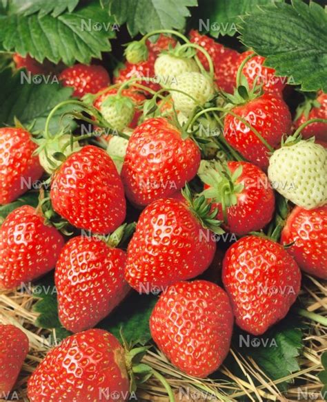 Fragaria Fe1711