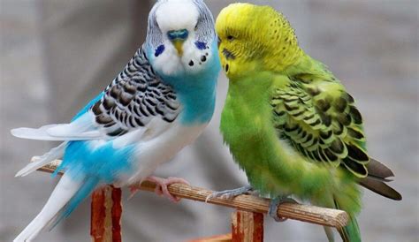 Muhabbet Kuşlarının Çıkardığı Ötüş Sesleri Ve Anlamları Webtekno