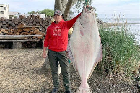 Outdoors Giant Halibut Landed On Light Tackle As Lingcod Outing Turns ‘unexpected Peninsula