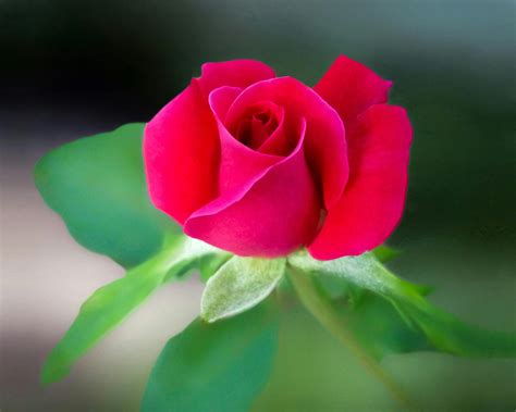 Rose Flower Images Photos Best Flower Site