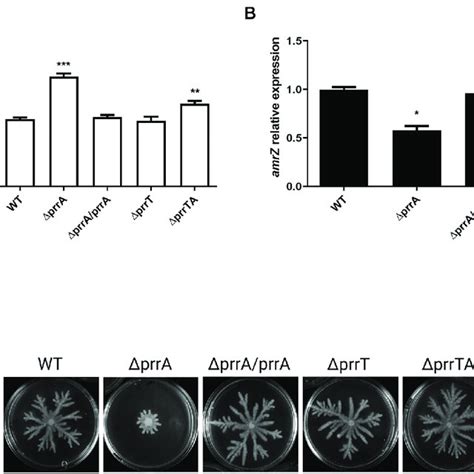 Prra Deletion Influenced Swarming Motility And Biofilm Formation A