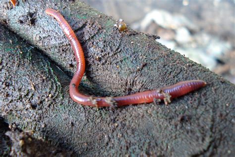 Vermi Worms There Are A Number Of Different Worm By Vermicomposter