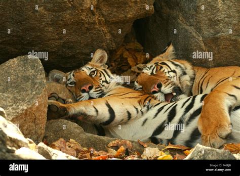 Bengal Tigers Panthera Tigris Tigris Resting In The Shade National