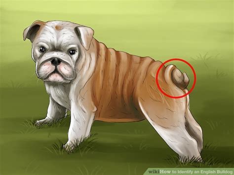 Traits of a french bulldog? English Bulldog Tail. - English Bulldogs with Love & Care