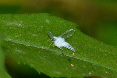 Tiny White Flying Bugs That Bite Bindu Bhatia Astrology