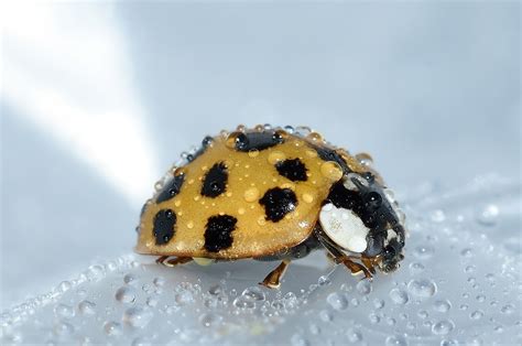 Why Introducing Baby Ladybugs Will Improve Your Garden Immediately