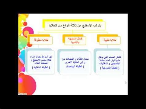 تعتبر الاسفنجيات والتي تعرف بالمساميات أيضاً من الحيوانات اللافقارية، تعرف أكثر على بيئتها ووظائفها الحيوية في هذا المقال. ‫الإسفنجيات الصف الثامن الفترة الثالثة علوم‬‎ - YouTube