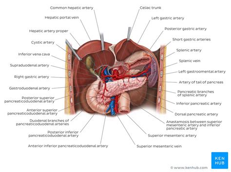 The major blood vessels that are connected to the heart include the. The Blood Vessel That Carries Blood From Gut To The Liver ...