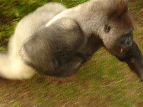 Silverback Gorilla Running Photograph By James Murray Fine Art America