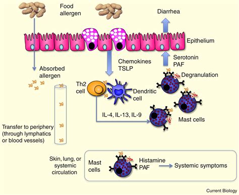 Mucosal Immunology Of Food Allergy Current Biology
