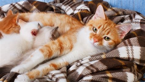 How Long Are Cats Pregnant And What Happens During Pregnancy Cattime