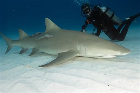 Lemon Shark Sharks And Marine Life And Cryptozoology