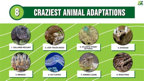 The Top 8 Craziest Animal Adaptations A Z Animals