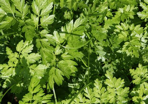 Mega Parsley Italian Flat Leaf 100 Plants Awapuni Nurseries