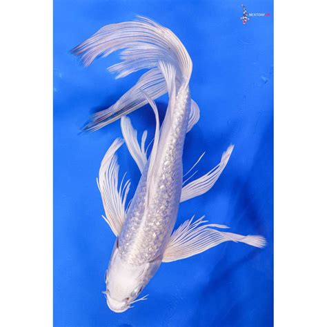 11 Imported Gin Rin Platinum Ogon Butterfly Koi Koi Fish For Sale