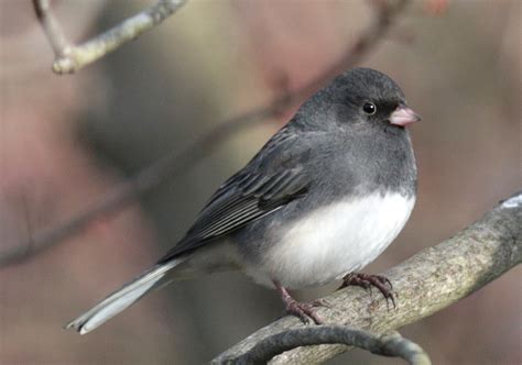Get Outdoors This Winter To See Virginias Abundance Of Winter Birds