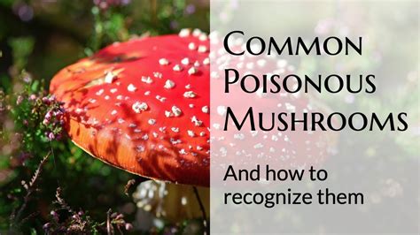 Common Types Of Poisonous Mushrooms Youtube