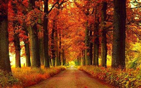 Free photo: Autumn Season - Autumn, Dry, Fall - Free Download - Jooinn