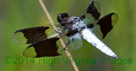 High Virginia Outdoors Discovering Dragonflies