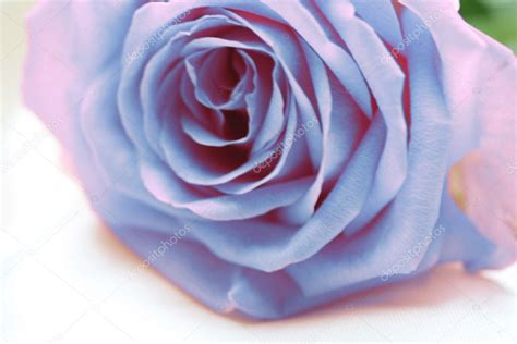 Light Blue Pink Rose — Stock Photo © Portosabbia 1727712