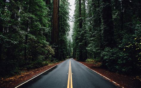 Perfect screen background display for desktop, iphone, pc, laptop, computer, android phone, smartphone, imac, macbook, tablet, mobile device. nature, Forest, Trees, Road Wallpapers HD / Desktop and ...