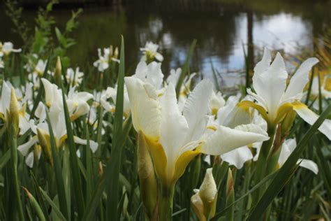Iris siberica 'Fourfold White' | Most beautiful flowers 