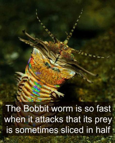 Random Insightful Facts That Will Make You Smarter 31 Pics