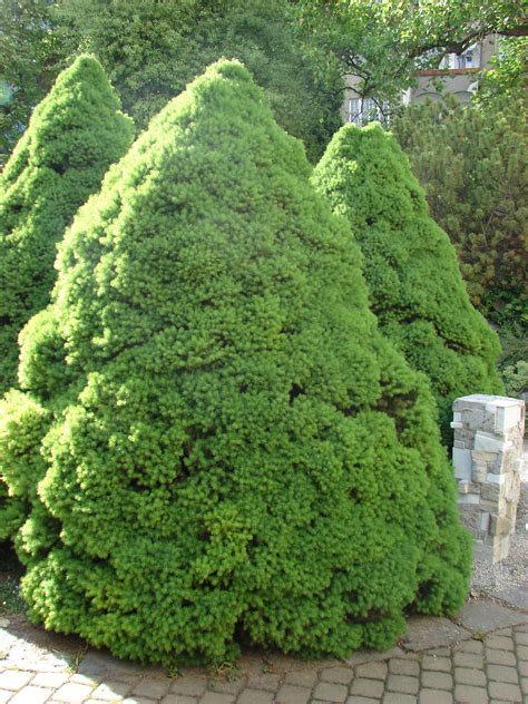 Image - Picea glauca 'Conica' (White Spruce) | BioLib.cz