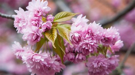 Wallpaper Pink Sakura Blossom Twigs Spring Beautiful Flowers