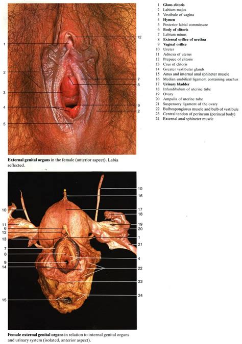 Learn about the female reproductive system's anatomy through diagrams and detailed facts. Real Female Anatomy Pictures . Real Female Anatomy ...