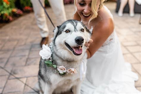 Are Dog Weddings Allowed