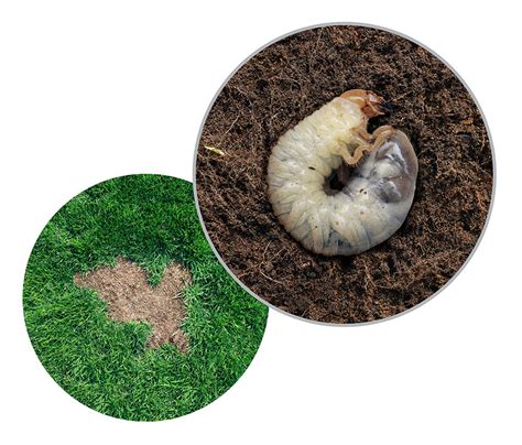 How To Get Rid Of Grubs In Your Lawn Essential Home And Garden
