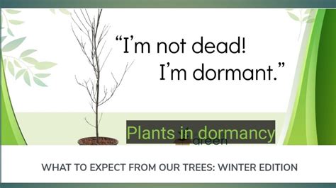 Plants In A Dormancy Period What Means A Dormant Period Of Plants