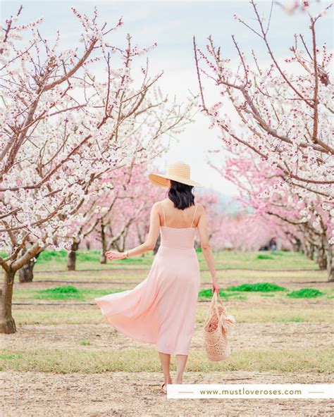 Where To Find Peach Blossoms In The San Francisco Bay Area
