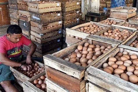 Kirimkan ini lewat email blogthis! Harga Telur di Solo Turun, Daging Ayam Bertahan Tinggi