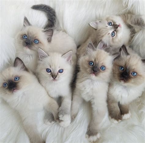 Flower Baby Ragdolls Gorgeous Cats Cute Cats Pretty Cats